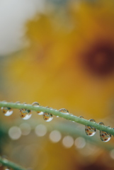 オオキンケイギクと雫