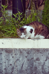 野良にゃんこ