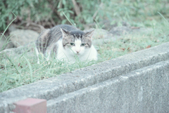 野良にゃんこ