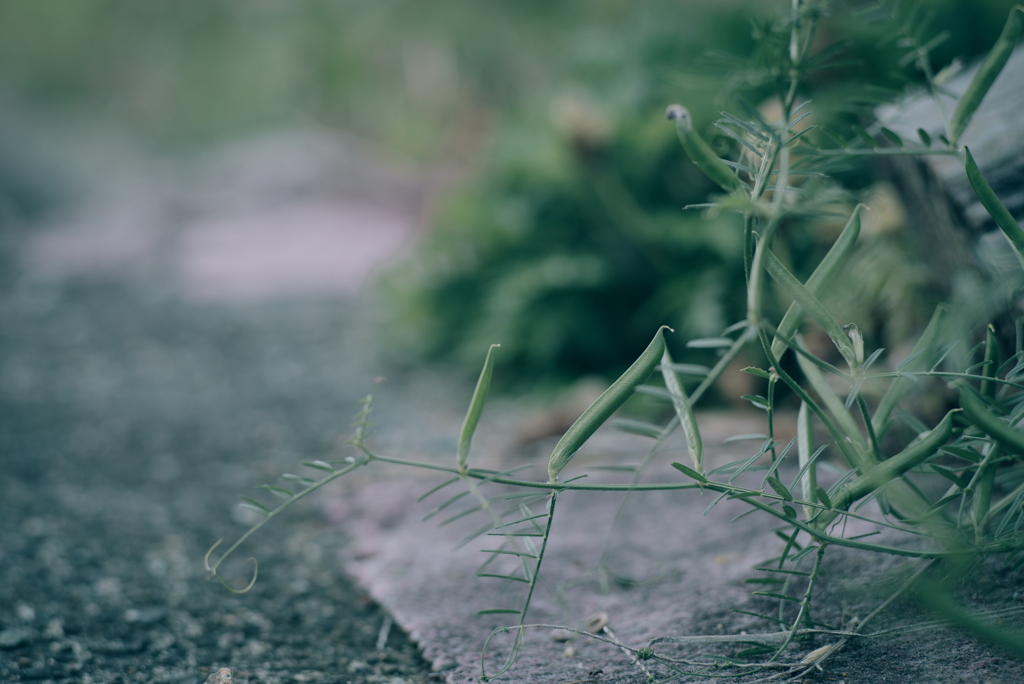 路肩の草花