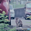 野良にゃんこ