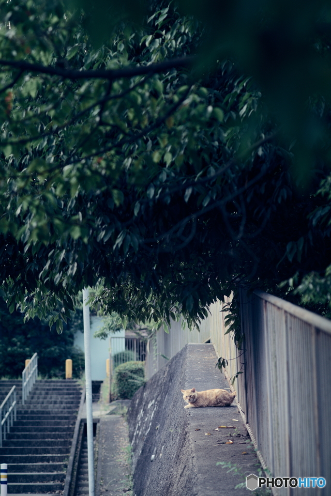 野良にゃんこ