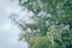 散歩道の草木