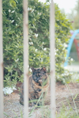 野良にゃんこ