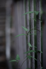散歩道の草花