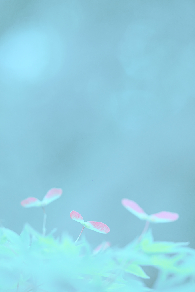 もみじの実