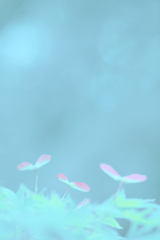 もみじの実