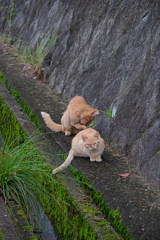 野良にゃんこ