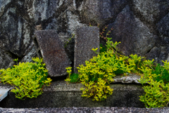 道端の黄色い花