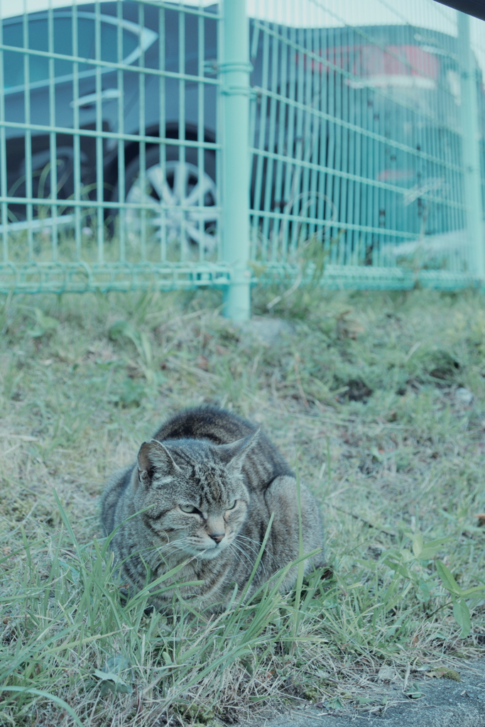 野良にゃんこ