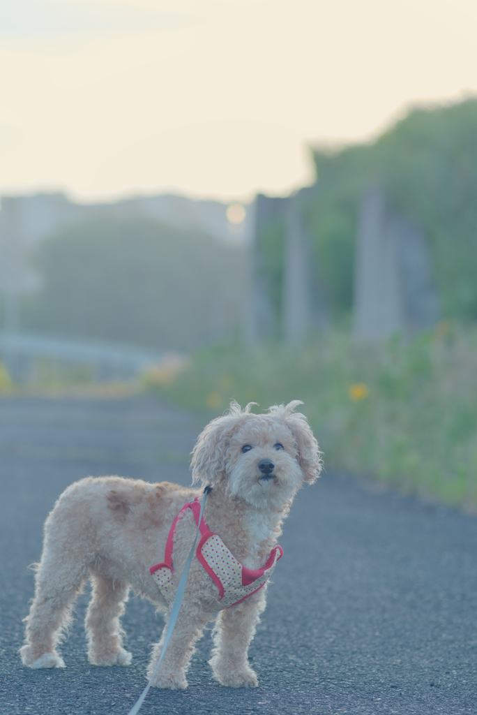 愛犬