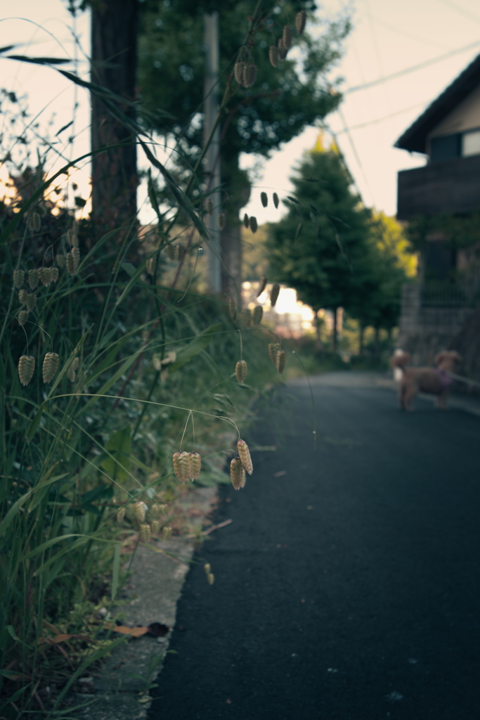 散歩道の草花