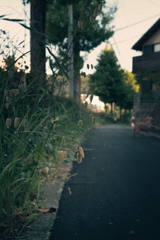 散歩道の草花