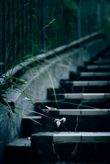 お散歩中の草花