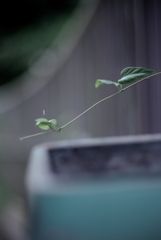 散歩道の草花