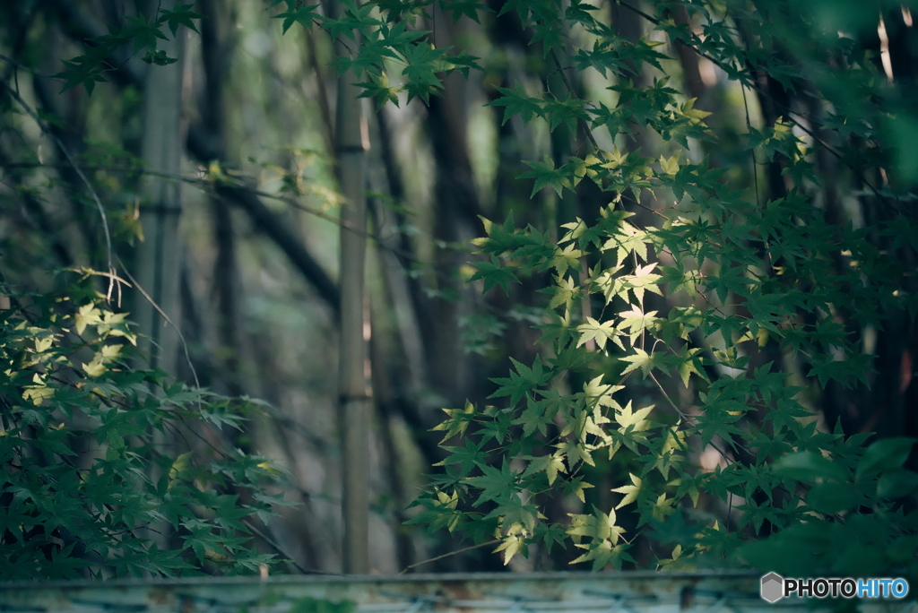 照らされる紅葉