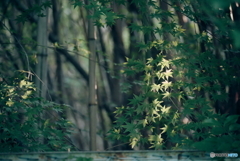 照らされる紅葉