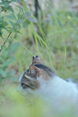 野良にゃんこ