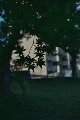 もみじ