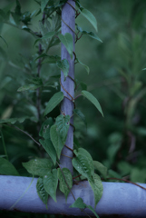 散歩道の草花