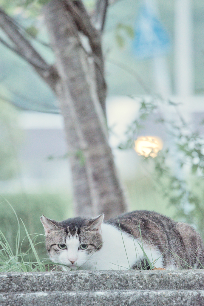 野良にゃんこ