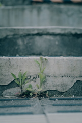路肩の草花
