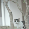 野良にゃんこ