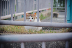 野良にゃんこ