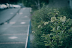 路肩の草花