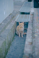 野良にゃんこ