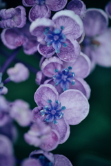紫陽花