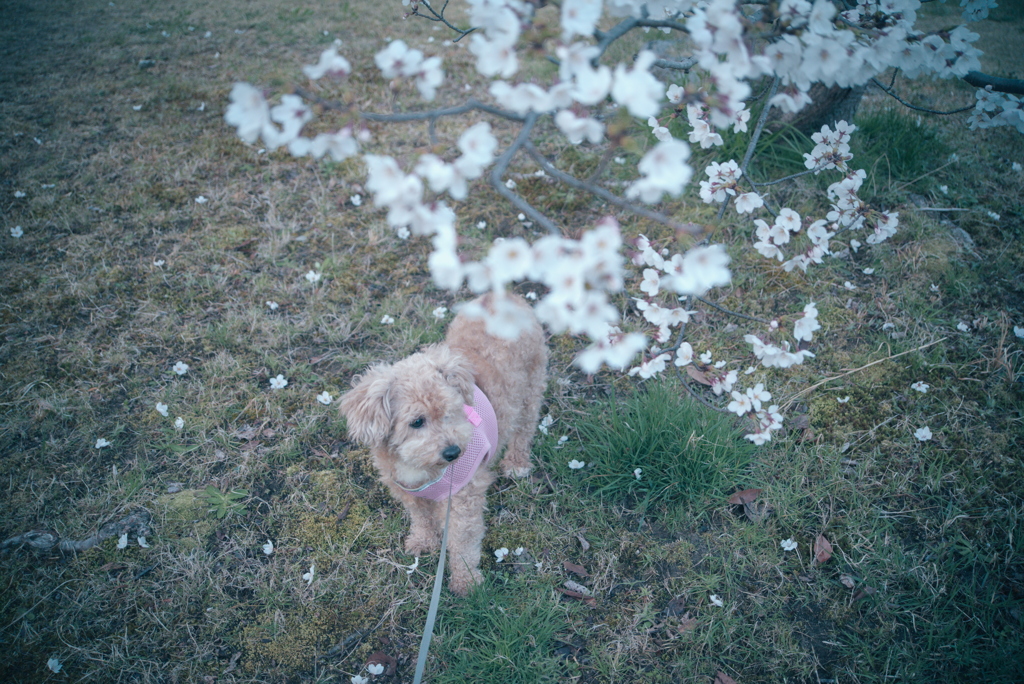 桜と愛犬