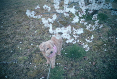 桜と愛犬