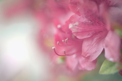 つつじ