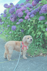 愛犬