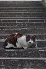 野良にゃんこ