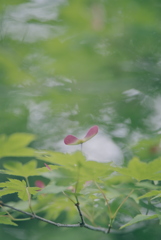 もみじ