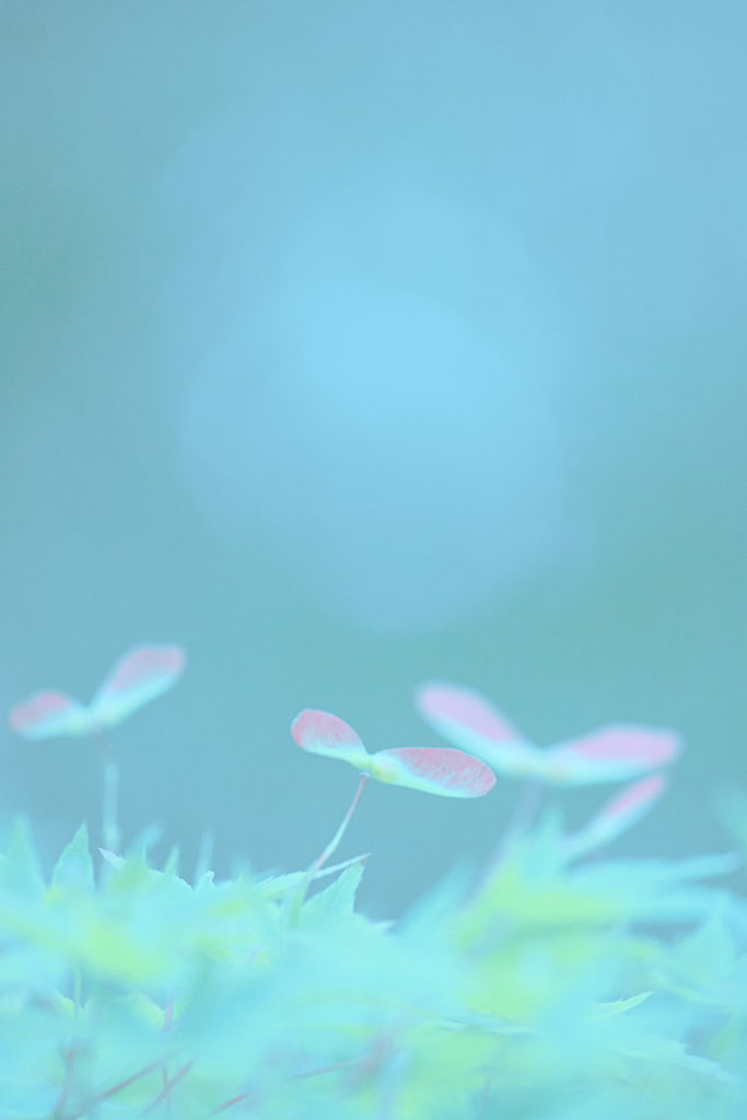 もみじの実
