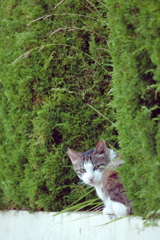 野良にゃんこ