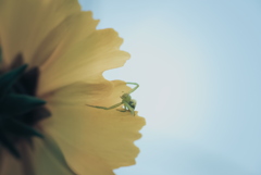 ハナグモとオオキンケイギク