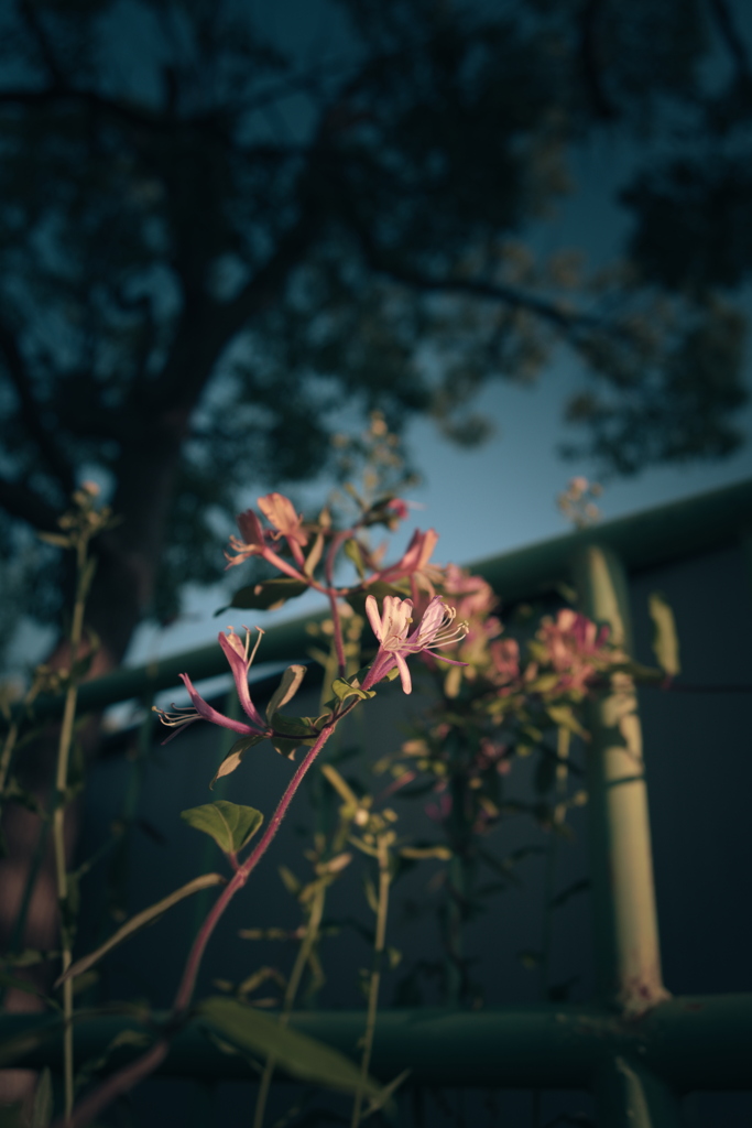 散歩道の草花