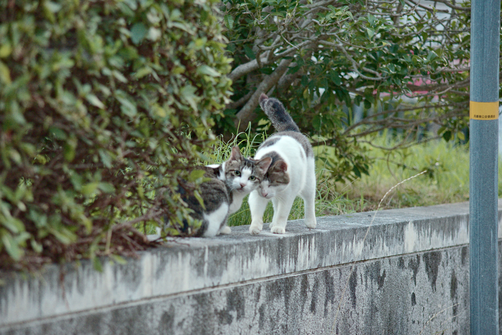野良にゃんこ