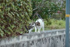 野良にゃんこ