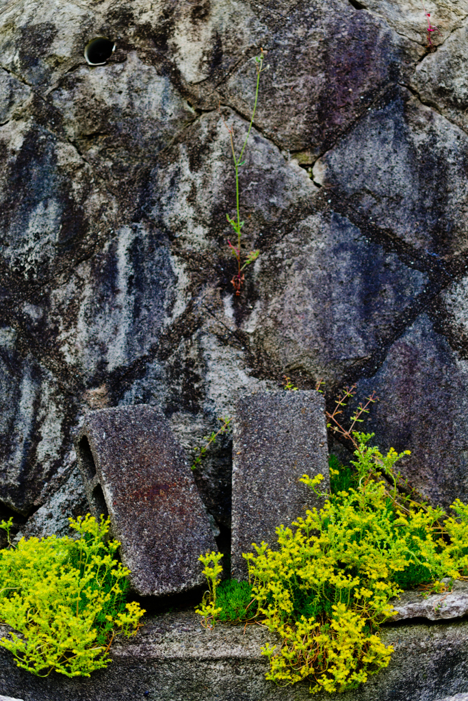 道端の黄色い花