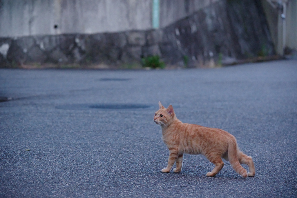 野良にゃんこ