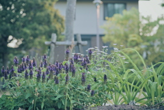 お散歩中の草花