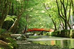 青もみじと橋