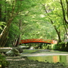 青もみじと橋