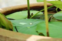緑と水