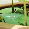 緑と水